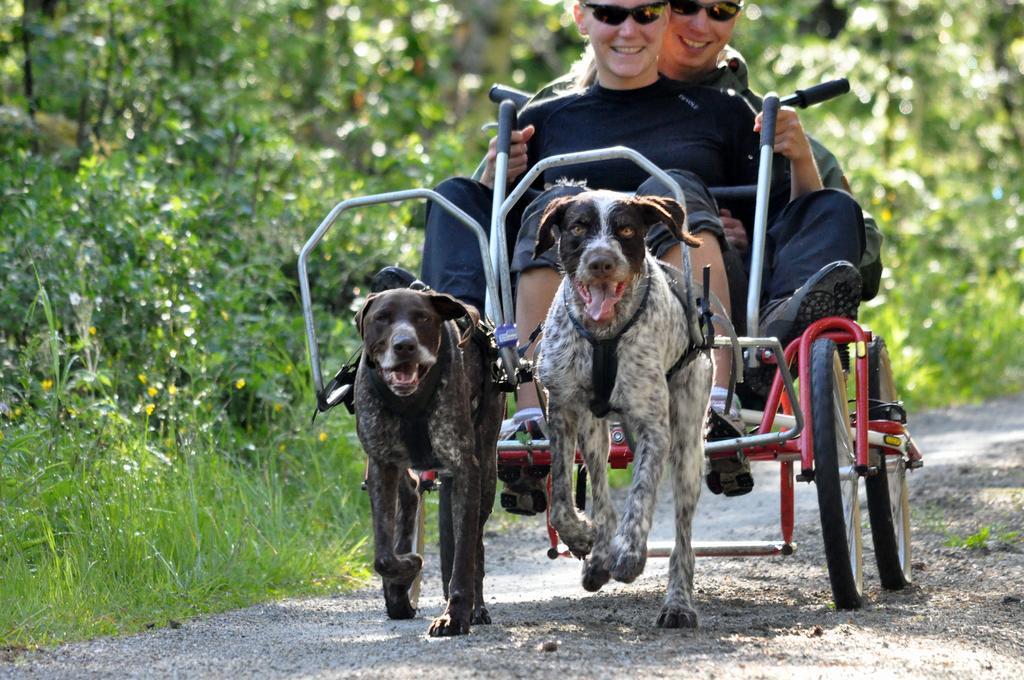 Birkelund Camping Geilo Extérieur photo